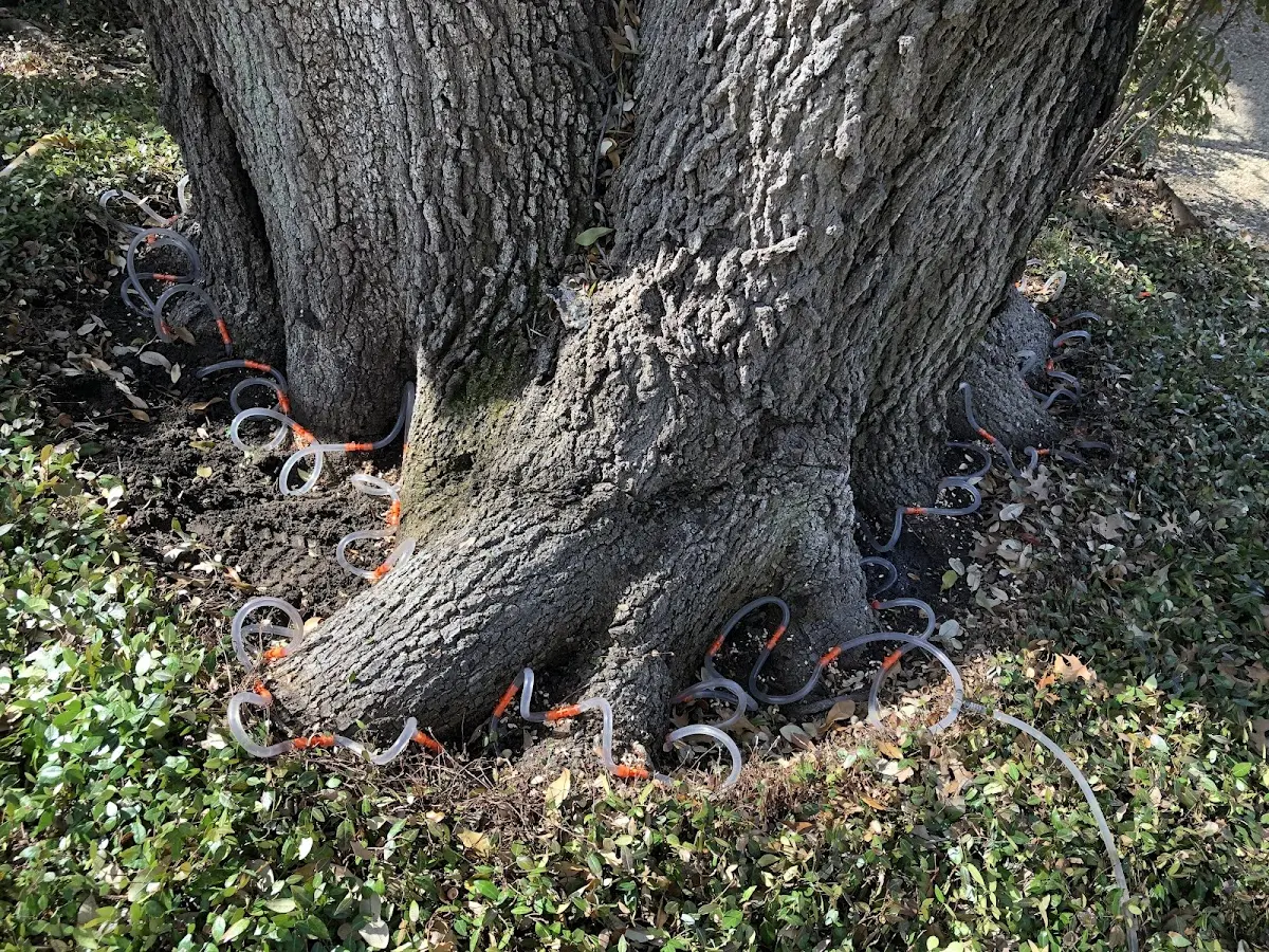 Detailed Tree Cabling and Bracing job site in Faucett