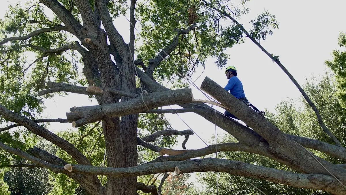 Professional Crown Thinning performed by certified arborists in Faucett
