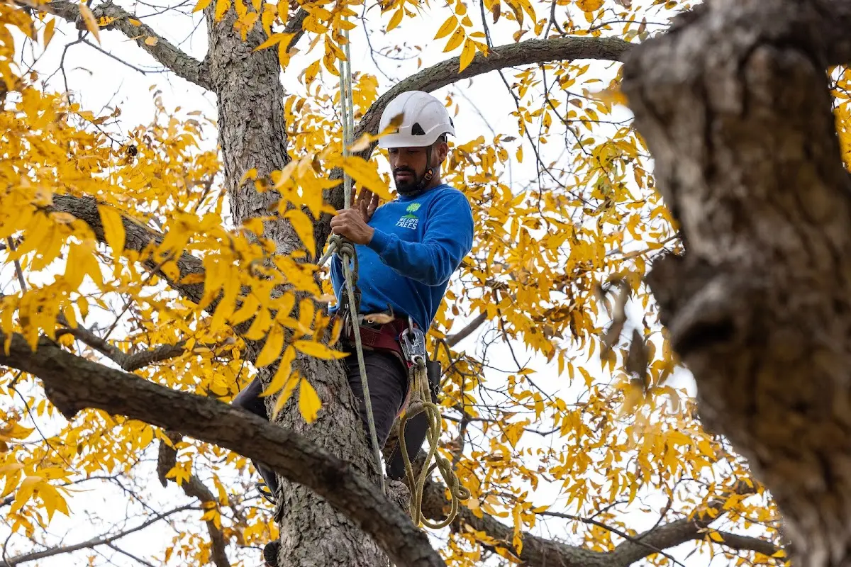 Skilled Tree Transplanting crew working in Faucett